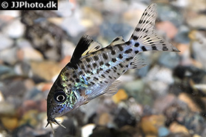 Silberstreifen-Panzerwels (Brochis agassizii)