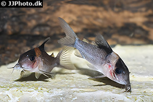 Brochis amandajanea