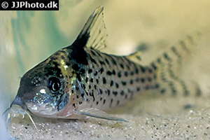 Brochis ambiacus