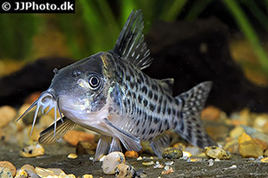Brochis ambiacus