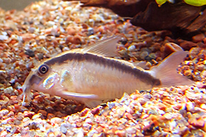 Brochis arcuatus