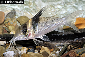 Brochis ephippifer
