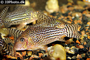 Prachtcorydoras (Brochis haraldschultzi)