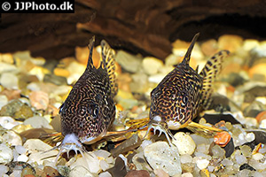 Prachtcorydoras (Brochis haraldschultzi)