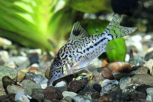 Leopardpanzerwels (Brochis leopardus)