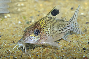 Leopardpanzerwels (Brochis leopardus)