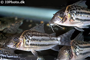 Brochis ornatus