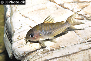 Pantanal Panzerwels (Brochis pantanalensis)
