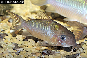 Pantanal Panzerwels (Brochis pantanalensis)