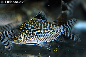 Netz-Panzerwels (Brochis reticulatus)