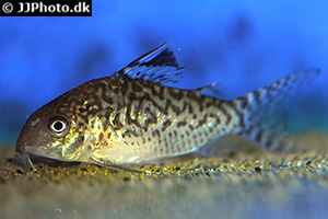Netz-Panzerwels (Brochis reticulatus)