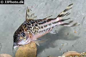 Flaggenschwanz-Panzerwels (Brochis robineae)