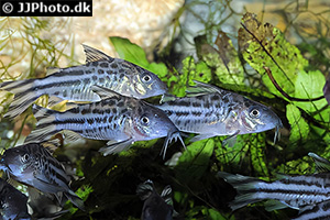Flaggenschwanz-Panzerwels (Brochis robineae)