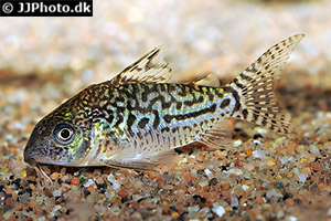 Genetzter Panzerwels (Brochis sodalis)
