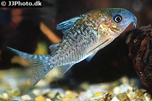 Genetzter Panzerwels (Brochis sodalis)