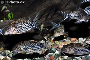 Brochis spectabilis