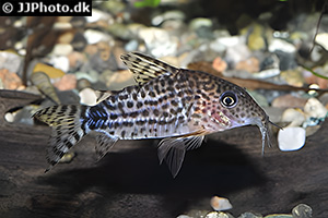 Brochis spectabilis