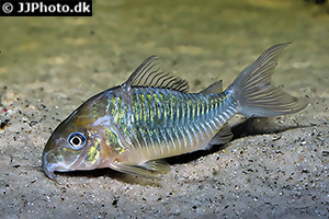 Smaragdpanzerwels (Brochis splendens)