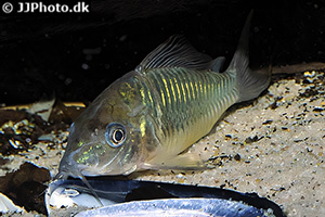 Smaragdpanzerwels (Brochis splendens)