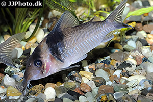 Brochis virginiae