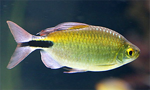 Langflossensalmler (Bryconalestes longipinnis)