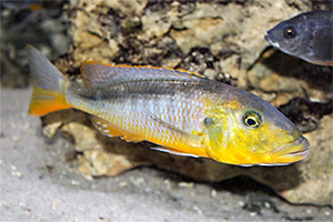 Gelber Lepturus (Buccochromis rhoadesii)