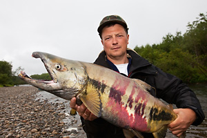 Buckellachs (Oncorhynchus gorbuscha) - Copyright: A_nik (iStockphoto.com)