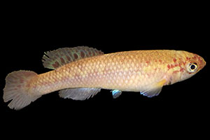Goldfasan-Prachtkärpfling (Callopanchax occidentalis)