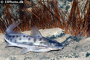Gefleckter Silberantennenwels (Calophysus macropterus)