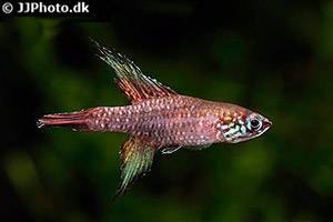 Campellolebias brucei
