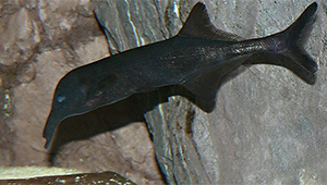 Campylomormyrus elephas