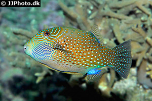 Ambon-Spitzkopfkugelfisch (Canthigaster amboinensis)