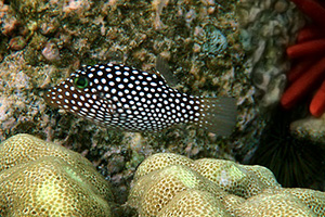 Hawaii-Spitzkopfkugelfisch (Canthigaster jactator)