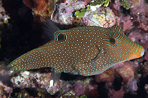 Falschaugen-Kugelfisch (Canthigaster papua)