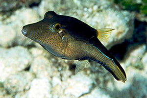 Karibik-Spitzkopfkugelfisch (Canthigaster rostrata)
