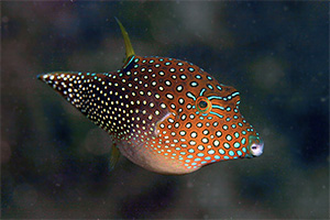 Augenfleck-Spitzkopfkugelfisch (Canthigaster solandri)