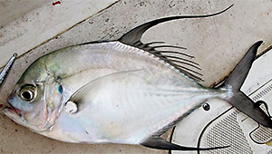 Longfin trevally (Carangoides armatus)