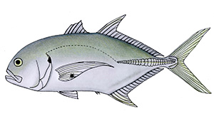 Pacific crevalle jack (Caranx caninus)