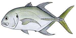 Longfin crevalle jack (Caranx fischeri)