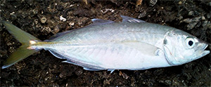 False scad (Caranx rhonchus)