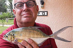 Senegal jack (Caranx senegallus)