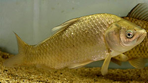 Carassius cuvieri