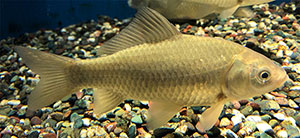 Carassius langsdorfii