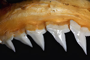 Schwarznasenhai (Carcharhinus acronotus)