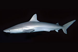 Schwarznasenhai (Carcharhinus acronotus)