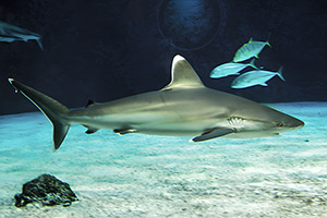 Silberspitzenhai (Carcharhinus albimarginatus)