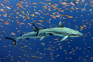 Silberspitzenhai (Carcharhinus albimarginatus)
