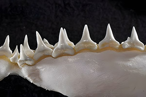 Unterkiefer des Großnasenhais