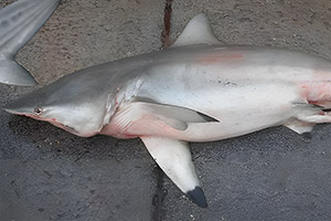 Graziler Hai (Carcharhinus amblyrhynchoides)