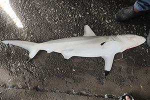 Graziler Hai (Carcharhinus amblyrhynchoides)